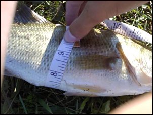 Click image for larger version

Name:	largemouth 1.jpg
Views:	763
Size:	29.4 KB
ID:	5724