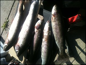 Click image for larger version

Name:	trout_miramar_Nov28.jpg
Views:	263
Size:	415.6 KB
ID:	6010