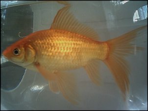 Click image for larger version

Name:	Goldfish.jpg
Views:	549
Size:	68.0 KB
ID:	6233