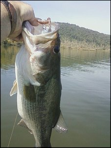 Click image for larger version

Name:	bamas monster.jpg
Views:	705
Size:	105.2 KB
ID:	6726