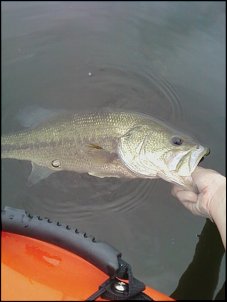 Click image for larger version

Name:	inwater june 27.jpg
Views:	2279
Size:	46.8 KB
ID:	6889