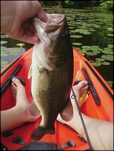 Click image for larger version

Name:	lmb 3lb june 27.jpg
Views:	2236
Size:	79.3 KB
ID:	6890