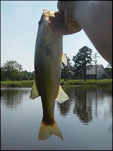Click image for larger version

Name:	r.JPG
Views:	1378
Size:	54.1 KB
ID:	735