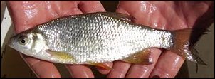 Click image for larger version

Name:	9 inch shiner.jpg
Views:	446
Size:	9.7 KB
ID:	7390