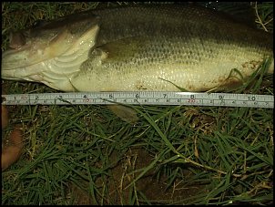Click image for larger version

Name:	Pictures003.jpg
Views:	385
Size:	68.6 KB
ID:	748
