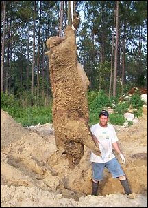 Click image for larger version

Name:	Hogzilla.jpg
Views:	3840
Size:	34.3 KB
ID:	7492