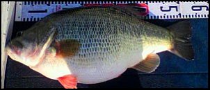 Click image for larger version

Name:	big fish.jpg
Views:	517
Size:	13.1 KB
ID:	7498