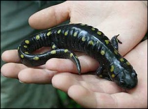 Click image for larger version

Name:	spottedSalamanderWeb.jpg
Views:	1972
Size:	10.8 KB
ID:	7511