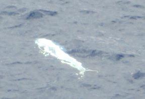 Name:  dolphin1.jpg
Views: 1421
Size:  7.3 KB