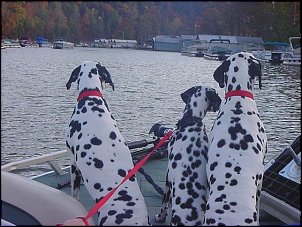 Click image for larger version

Name:	spots on the boat.jpg
Views:	385
Size:	109.8 KB
ID:	7604