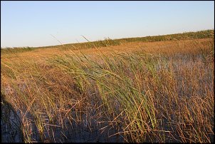 Click image for larger version

Name:	Fla. Trip And TIGERTOWN 074.JPG
Views:	508
Size:	164.4 KB
ID:	7686