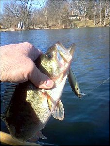 Click image for larger version

Name:	2nd bass 2012.jpg
Views:	239
Size:	49.4 KB
ID:	7701