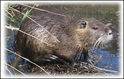 Name:  animals34.jpg
Views: 294
Size:  13.3 KB