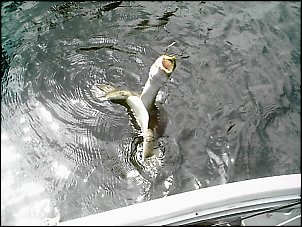 Click image for larger version

Name:	Fishing Chirs, Anthony, Dad 015.jpg
Views:	504
Size:	138.1 KB
ID:	784