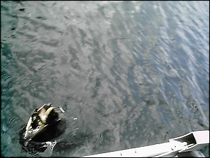 Click image for larger version

Name:	Fishing Chirs, Anthony, Dad 014.jpg
Views:	477
Size:	100.0 KB
ID:	785