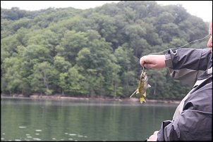 Click image for larger version

Name:	Dale Hollow 083.JPG
Views:	645
Size:	123.0 KB
ID:	7888