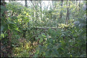 Click image for larger version

Name:	storm damage 011.JPG
Views:	833
Size:	318.9 KB
ID:	8032