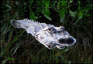 Click image for larger version

Name:	800px-Alligator_-_Myakka_River_State_Park.jpg
Views:	294
Size:	122.2 KB
ID:	8072