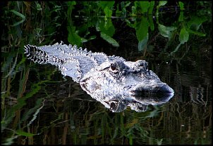 Click image for larger version

Name:	800px-Alligator_-_Myakka_River_State_Park.jpg
Views:	2426
Size:	122.2 KB
ID:	8072