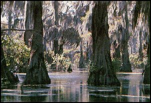 Click image for larger version

Name:	lrg_bald_cypress_swamp.jpg
Views:	2446
Size:	50.0 KB
ID:	8073