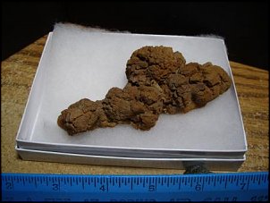 Click image for larger version

Name:	gator turd.jpg
Views:	2473
Size:	20.9 KB
ID:	8076