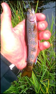 Click image for larger version

Name:	IMAG0966.jpg
Views:	3383
Size:	481.2 KB
ID:	8106