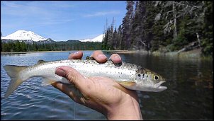 Click image for larger version

Name:	salmonpic.jpg
Views:	3469
Size:	21.4 KB
ID:	8108