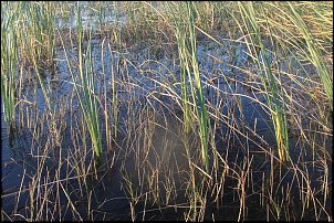 Click image for larger version

Name:	Fla. Trip And TIGERTOWN 072.JPG
Views:	3432
Size:	261.1 KB
ID:	8117