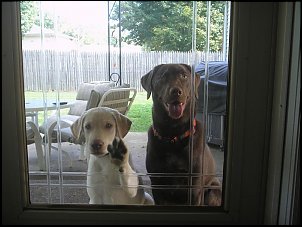 Click image for larger version

Name:	pups summer 06 0241.jpg
Views:	311
Size:	68.7 KB
ID:	814