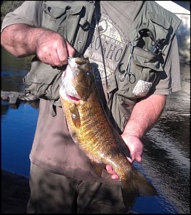 Click image for larger version

Name:	21inch smallmouth new bridge.jpg
Views:	315
Size:	60.3 KB
ID:	8150