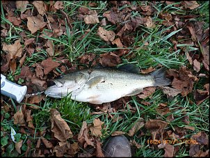 Click image for larger version

Name:	P1010087.jpg
Views:	1275
Size:	536.6 KB
ID:	8343