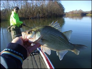 Click image for larger version

Name:	12-12-12-little-river-whitebass.jpg
Views:	389
Size:	92.2 KB
ID:	8379