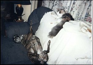 Click image for larger version

Name:	chelsie-CC2003.jpg
Views:	352
Size:	27.8 KB
ID:	845