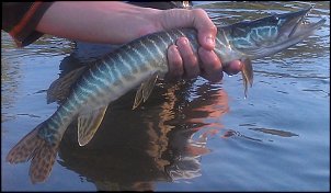 Click image for larger version

Name:	pike - muskie.jpg
Views:	693
Size:	151.5 KB
ID:	8516