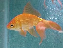 Name:  goldfish.jpg
Views: 597
Size:  8.4 KB