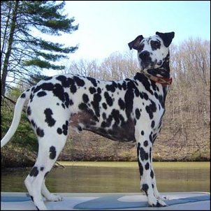 Click image for larger version

Name:	Sammy the great.jpg
Views:	982
Size:	32.7 KB
ID:	8580