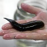 Name:  leech.jpg
Views: 3287
Size:  3.9 KB