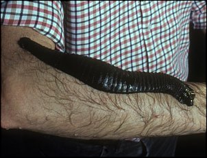 Click image for larger version

Name:	big leech.jpg
Views:	570
Size:	47.2 KB
ID:	8595