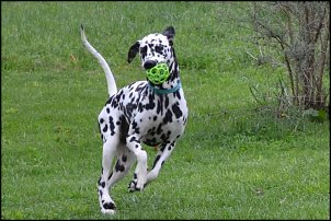 Click image for larger version

Name:	Layni.jpg
Views:	773
Size:	68.8 KB
ID:	8796