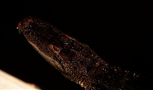 Click image for larger version

Name:	newgator.jpg
Views:	693
Size:	33.3 KB
ID:	89