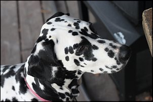 Click image for larger version

Name:	ham 004.jpg
Views:	584
Size:	489.8 KB
ID:	8908