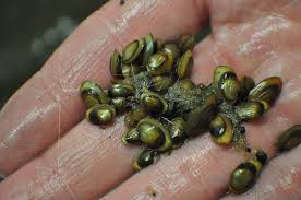 Name:  shellcracker candy.jpg
Views: 1060
Size:  7.8 KB