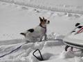 Name:  bandit snow.jpg
Views: 163
Size:  2.9 KB