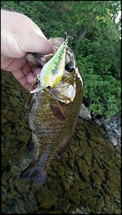 Click image for larger version

Name:	bass 1.jpg
Views:	1200
Size:	41.5 KB
ID:	9078