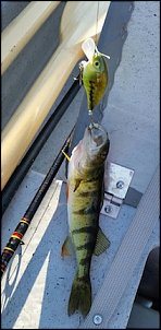 Click image for larger version

Name:	perch 1.jpg
Views:	1191
Size:	37.2 KB
ID:	9079