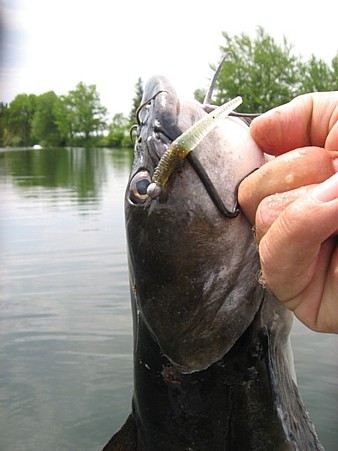 Name:  cat fish on cone tail.jpg
Views: 581
Size:  47.2 KB