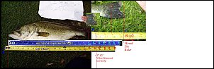Click image for larger version

Name:	Busted.JPG
Views:	395
Size:	130.7 KB
ID:	954
