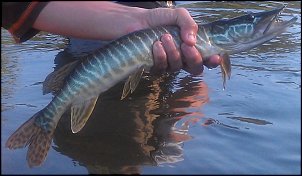 Click image for larger version

Name:	pike - muskie.jpg
Views:	685
Size:	151.5 KB
ID:	8516