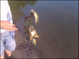 Click image for larger version

Name:	Bluegill Stringer.jpg
Views:	2019
Size:	276.5 KB
ID:	5580