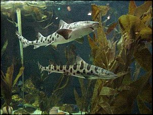 Click image for larger version

Name:	leopardsharks.jpg
Views:	4668
Size:	69.2 KB
ID:	8900